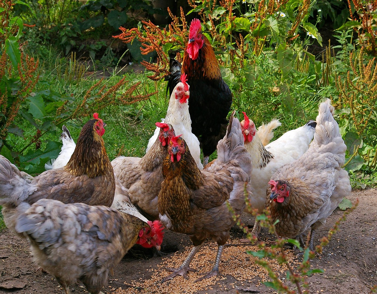 Feeding Your City Flock Without Wasting Money