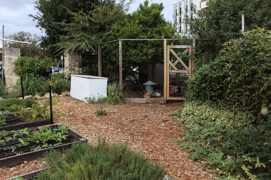 The 20-Minute Morning Chicken Routine for City Dwellers