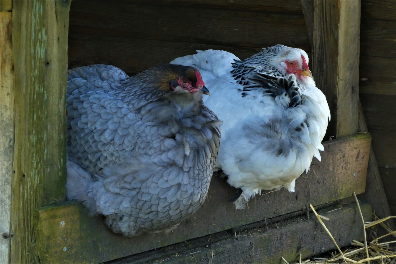 The Lazy Urbanite's Guide to Deep Litter Method in a Tiny Coop