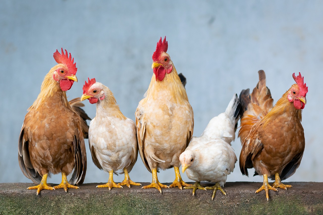 Which Chicken Breeds Actually Thrive in Small City Coops